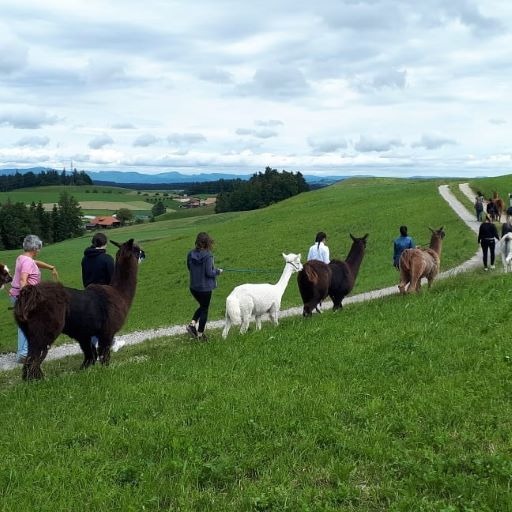 Lamawanderung Frühling